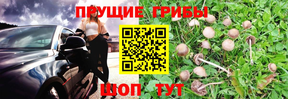 Самара  Псилоцибиновые грибы Cubensis  Галлюциногенные грибы прущие грибы  Вход с VPN 